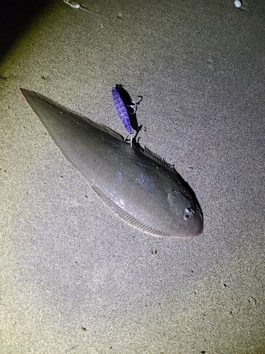 シロギスの釣果
