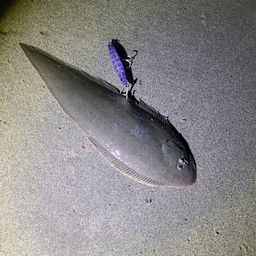 シロギス