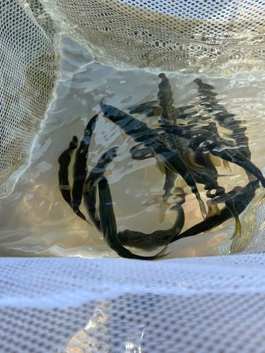 コアユの釣果