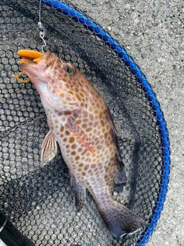 オオモンハタの釣果