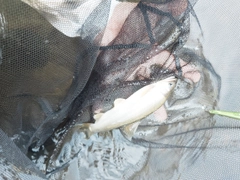 アユの釣果