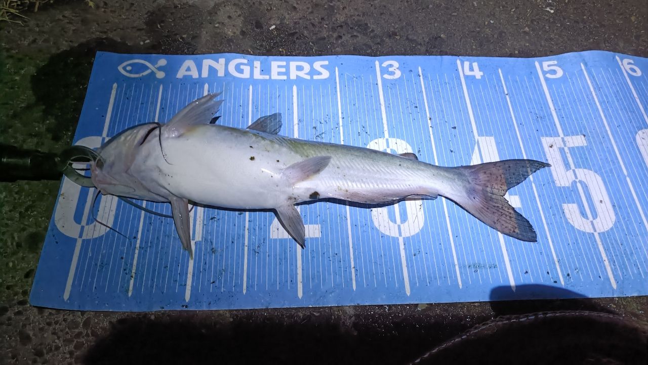 アメリカンキャットフィッシュ