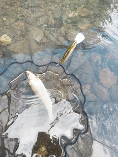 アユの釣果