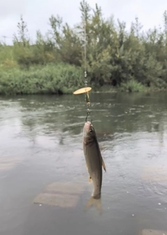 ウグイの釣果