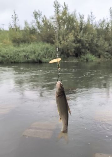 ウグイの釣果