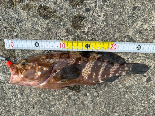 キジハタの釣果