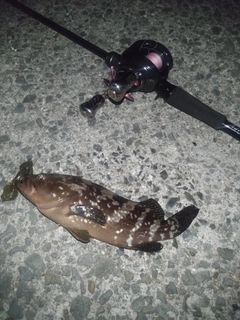 アコウの釣果