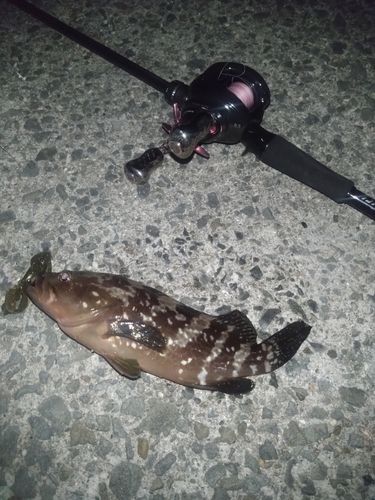 アコウの釣果