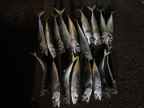 マサバの釣果