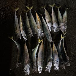 マサバ