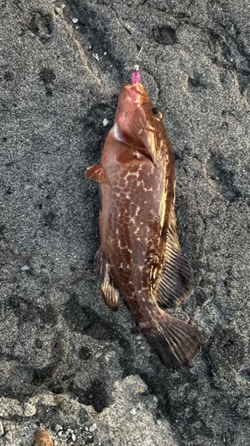 キジハタの釣果