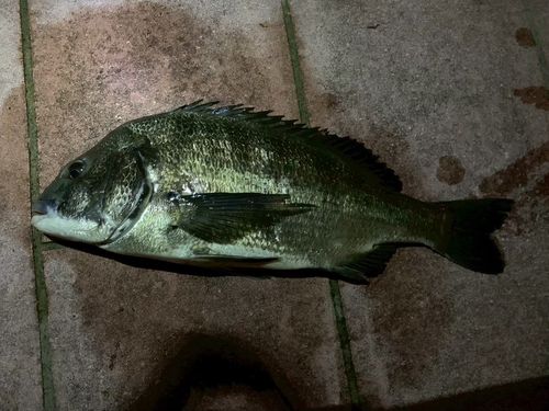 クロダイの釣果