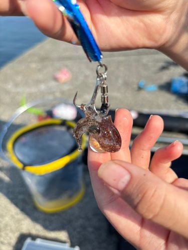 タコの釣果