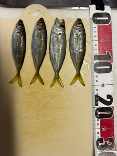 マアジの釣果