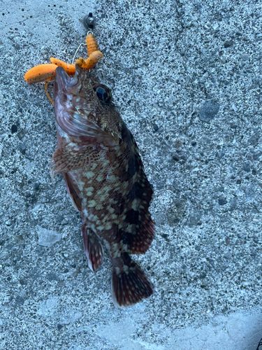 カサゴの釣果