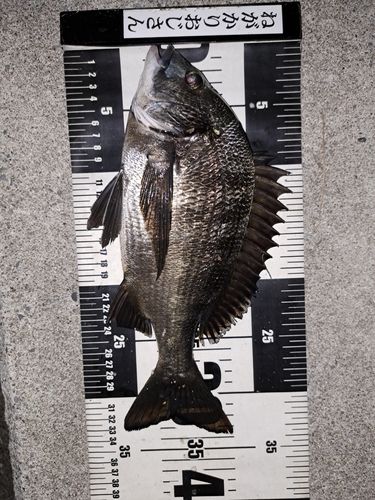 クロダイの釣果