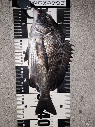 クロダイの釣果