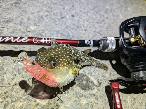 クサフグの釣果