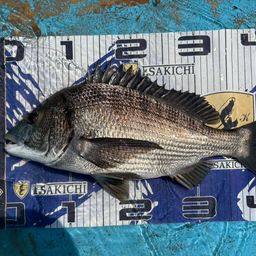 クロダイ