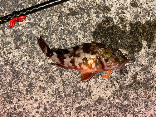 カサゴの釣果