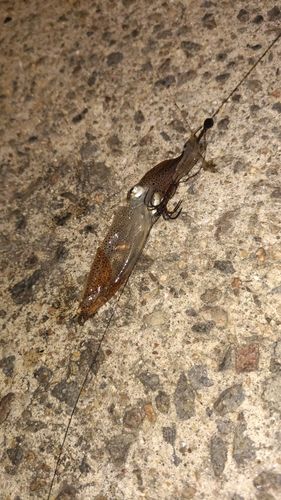 ベイカの釣果