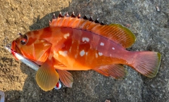 アカハタの釣果