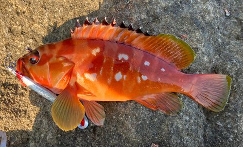 アカハタの釣果