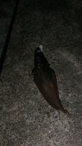 ドンコの釣果