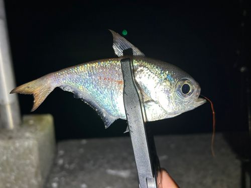 ミナミハタンポの釣果