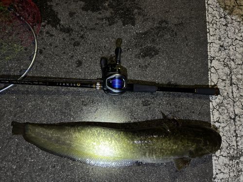 ナマズの釣果