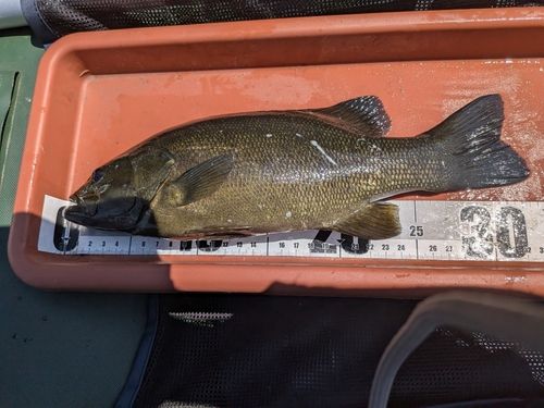スモールマウスバスの釣果