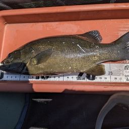 スモールマウスバス