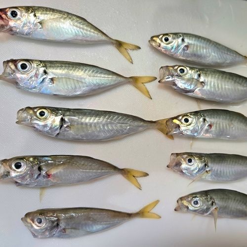 アジの釣果