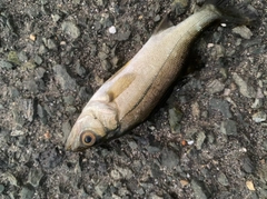 セイゴ(マルスズキ)の釣果