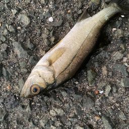 セイゴ（マルスズキ）