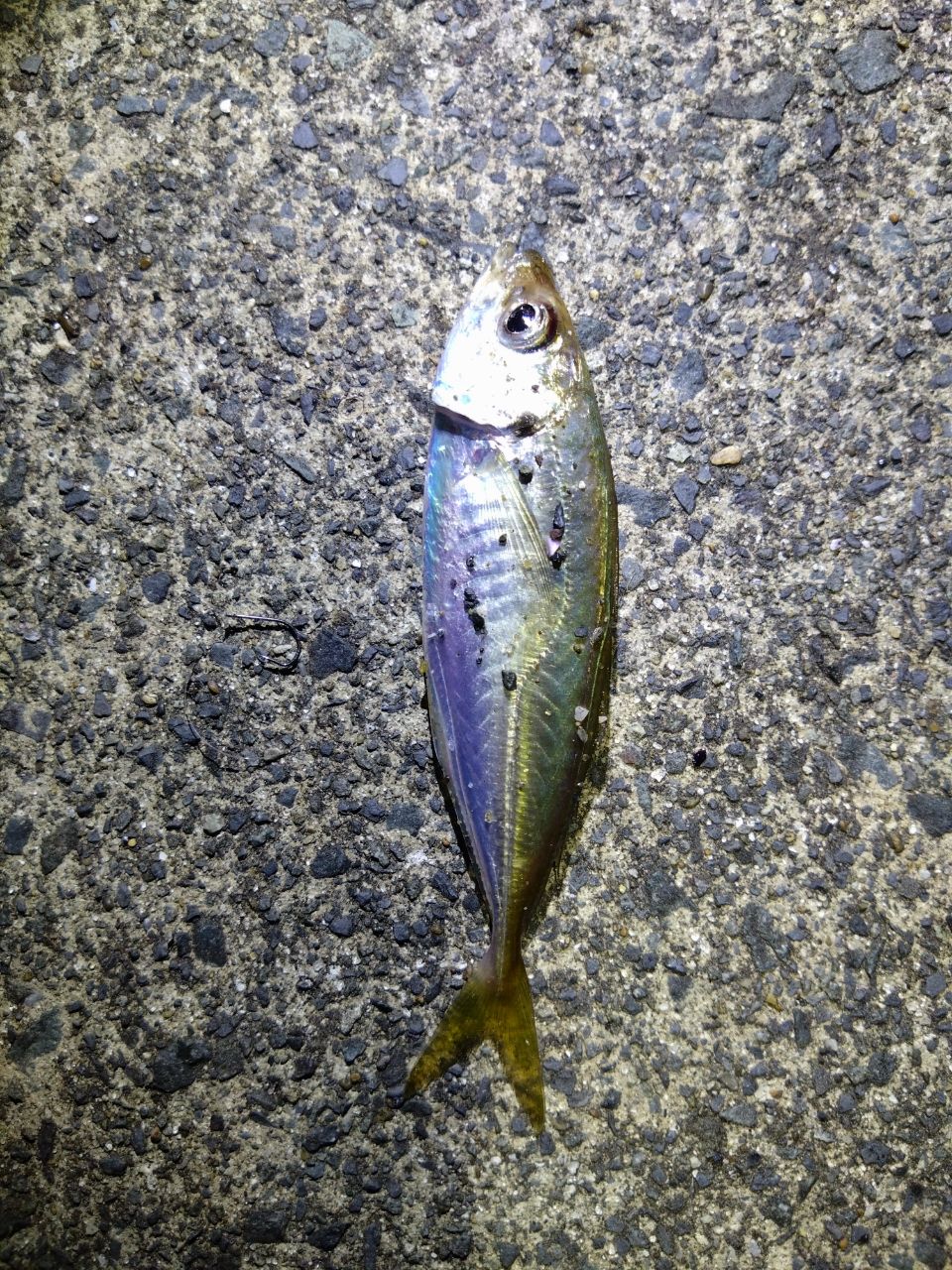 アジ