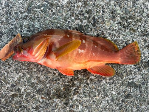 アカハタの釣果