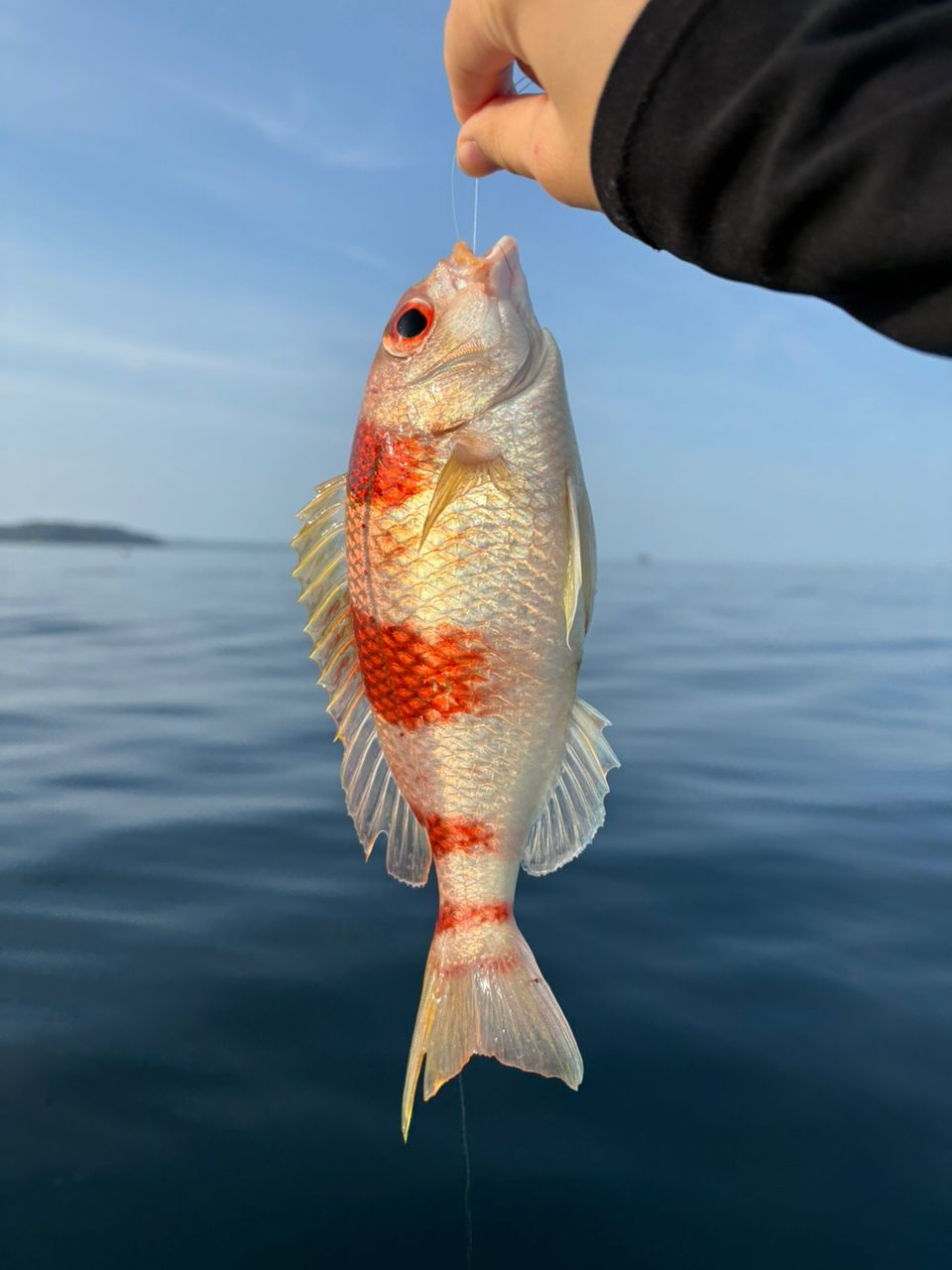 タマガシラ