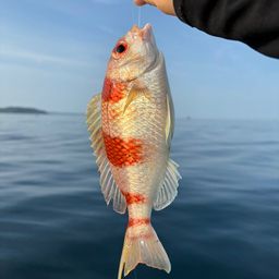 タマガシラ