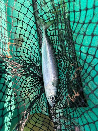 サバの釣果