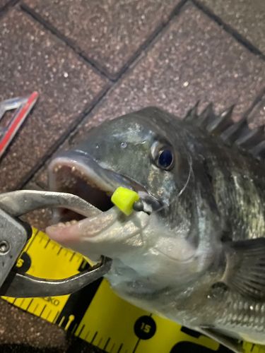 クロダイの釣果