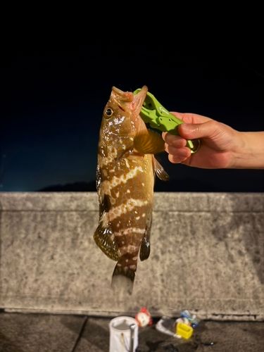 アコウの釣果