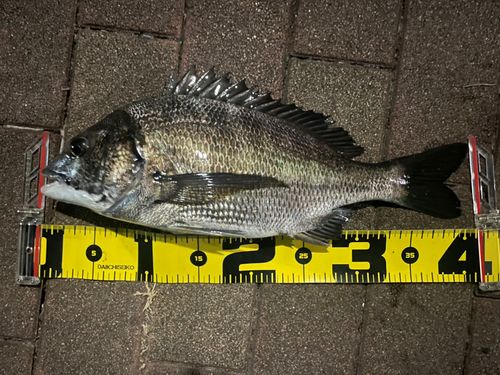 クロダイの釣果