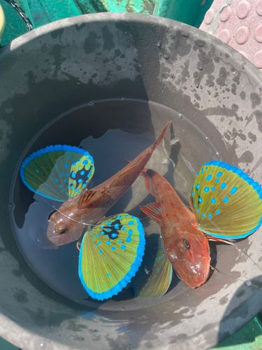 ホウボウの釣果