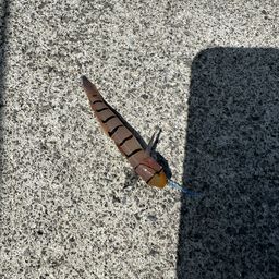 リュウグウハゼ