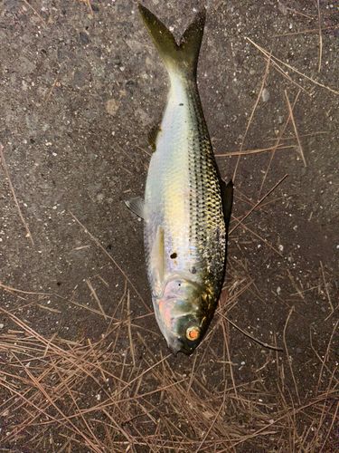 コノシロの釣果