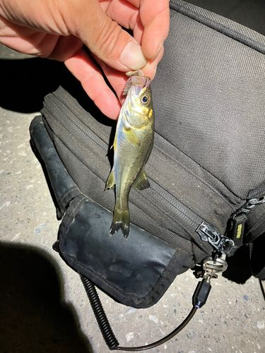 セイゴ（マルスズキ）の釣果