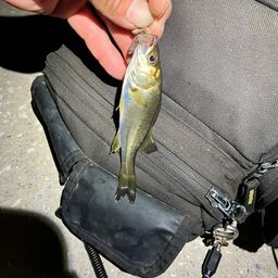 セイゴ（マルスズキ）