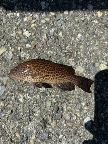 オオモンハタの釣果
