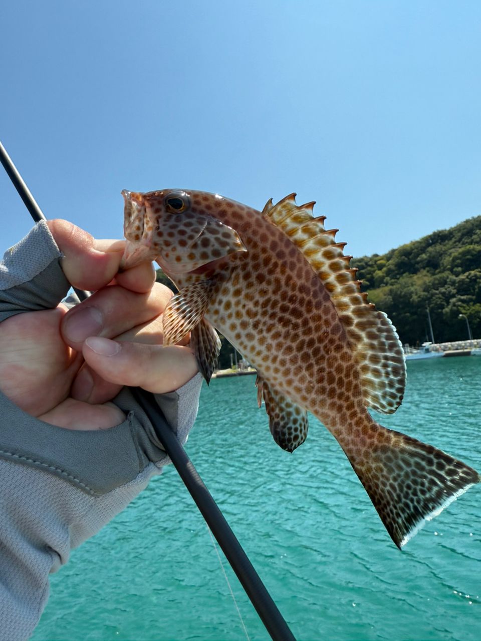 オオモンハタ